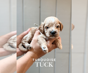 Cock-A-Poo Puppy for sale in TRINITY, NC, USA