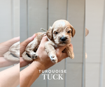 Image preview for Ad Listing. Nickname: Tuck