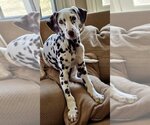 Small Photo #3 Dalmatian Puppy For Sale in Lee's Summit, MO, USA