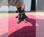 Puppy Teal Basset Hound
