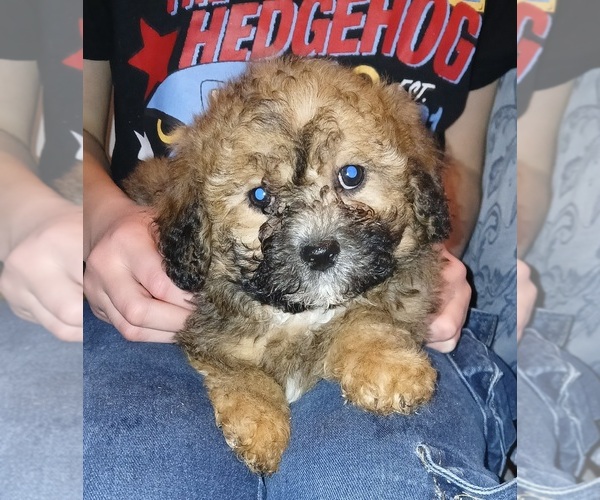 Medium Photo #1 Maltipoo (Toy) Puppy For Sale in BURLINGTON, MA, USA