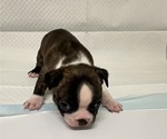 Small #1 Boston Terrier