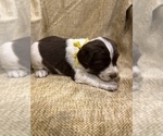 Small Photo #18 English Springer Spaniel Puppy For Sale in JEANNETTE, PA, USA