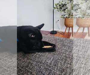 Stormy - Female Labrachow Dog for Adoption - Photo #3