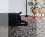 Small #2 Labrachow