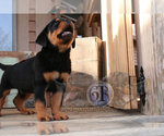 Small Photo #5 Rottweiler Puppy For Sale in BARGERSVILLE, IN, USA