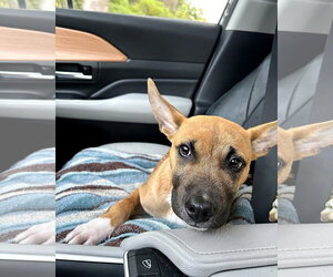 Gus - Male German Shepherd Dog-Unknown Mix Dog for Adoption - Photo #2