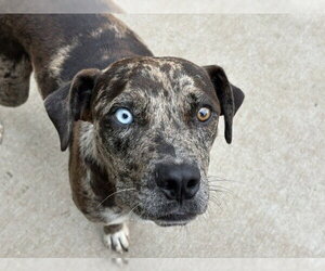 Mutt Dogs for adoption in Tulsa, OK, USA