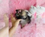 Small #2 Pomeranian