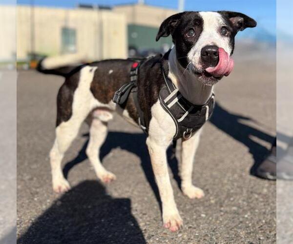 Medium Photo #2 Mutt Puppy For Sale in Santa Rosa, CA, USA