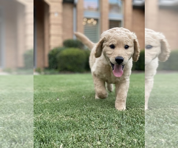 Medium Photo #4 Goldendoodle Puppy For Sale in FORT WORTH, TX, USA