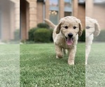 Small Photo #4 Goldendoodle Puppy For Sale in FORT WORTH, TX, USA