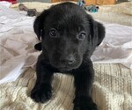 Small #5 Labrador Retriever