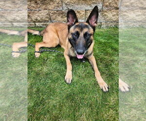 King located in MI - Male Mutt Dog for Adoption - Photo #8