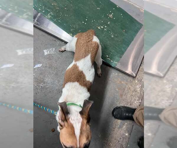 Medium Photo #6 Shepradors Puppy For Sale in Lewistown, PA, USA