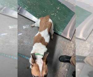 Memphis - Male Shepradors Dog for Adoption - Photo #6