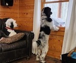 Small Photo #1 Sheepadoodle Puppy For Sale in GRAND RAPIDS, MI, USA