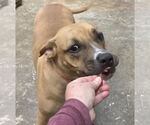 Small #1 Black Mouth Cur