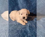 Puppy Puppy 3 Shorkie Tzu-Yorkshire Terrier Mix