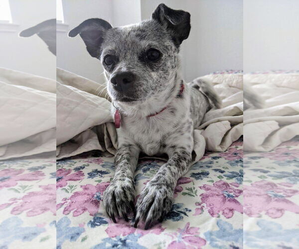 Medium Photo #1 Chiweenie Puppy For Sale in Princeton, MN, USA