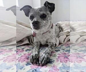 Chiweenie Dogs for adoption in Princeton, MN, USA