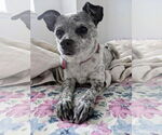 Small Chiweenie