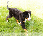 Small #7 Bernese Mountain Dog