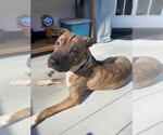 Small #3 Chinese Shar-Pei Mix