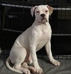 Small Photo #1 American Bulldog Puppy For Sale in CONCORD, NC, USA