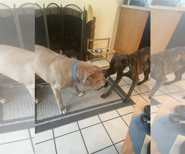 Medium Photo #47 American Staffordshire Terrier-Unknown Mix Puppy For Sale in Lake Forest, CA, USA