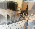 Small #46 American Staffordshire Terrier Mix