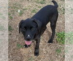 Small #3 Labrador Retriever Mix