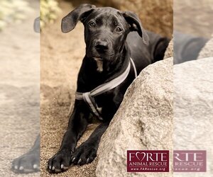 Labrador Retriever-Unknown Mix Dogs for adoption in Marina del Rey, CA, USA