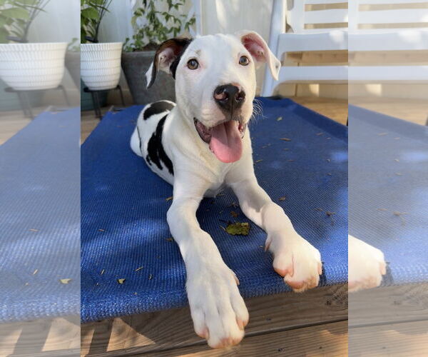 Medium Photo #9 Mutt Puppy For Sale in Greenville, SC, USA