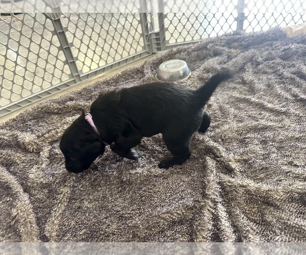 Medium Photo #6 Labradoodle Puppy For Sale in KIRKSVILLE, MO, USA