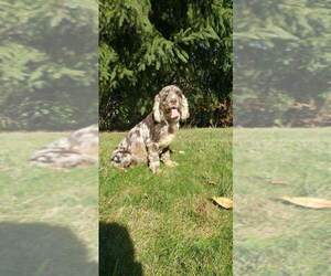 Mother of the Cockapoo (Miniature) puppies born on 09/29/2025