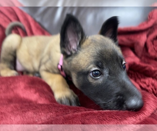 Medium Photo #128 Belgian Malinois Puppy For Sale in REESEVILLE, WI, USA