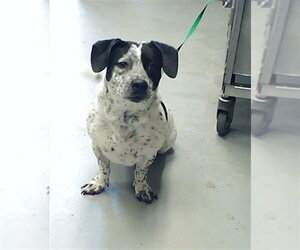 Basset Hound-Unknown Mix Dogs for adoption in Fayetteville, NC, USA