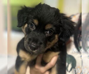 Feist Terrier-Retriever  Mix Dogs for adoption in Washington, DC, USA