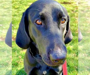 Labrador Retriever-Unknown Mix Dogs for adoption in Emmett, ID, USA