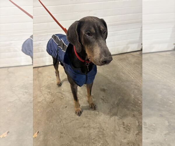 Medium Photo #9 Doberman Pinscher Puppy For Sale in Minneaoplis, MN, USA
