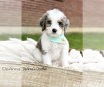 Small Photo #10 Bernedoodle (Miniature) Puppy For Sale in FLATWOODS, KY, USA