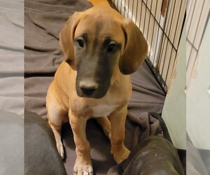 Great Dane Puppy for sale in EPHRATA, WA, USA