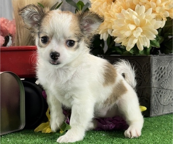 Medium Photo #6 Chihuahua Puppy For Sale in CANOGA, NY, USA