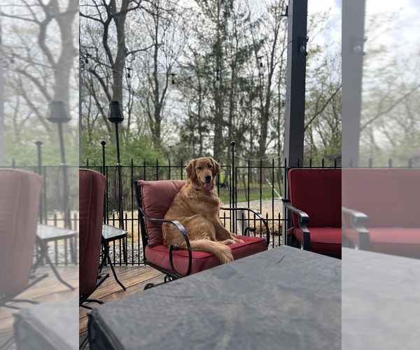 Medium Photo #1 Double Doodle Puppy For Sale in BUFFALO, NY, USA