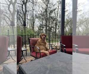 Mother of the Double Doodle puppies born on 12/25/2025