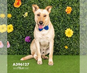 Labrador Retriever-Unknown Mix Dogs for adoption in Conroe, TX, USA