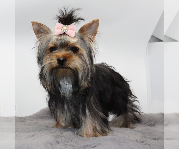 Medium Photo #2 Yorkshire Terrier Puppy For Sale in LOS ANGELES, CA, USA