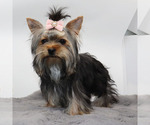 Small #1 Yorkshire Terrier