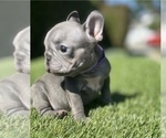 Small #4 French Bulldog